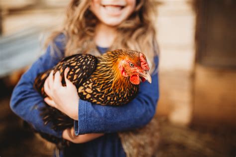 friendliest chickens for kids